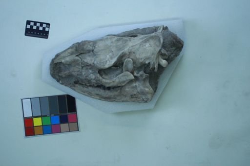 Caenopus mitis