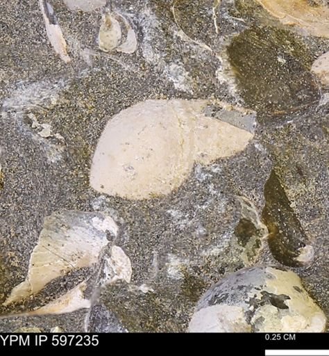 Limopsis striatopunctatus
