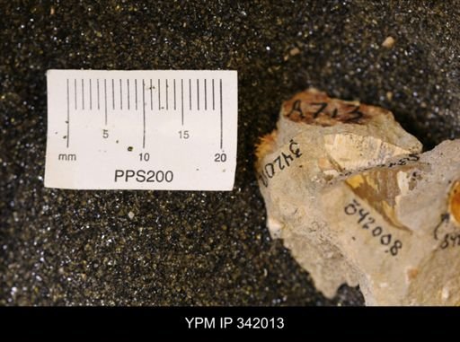 undet. Mollusca