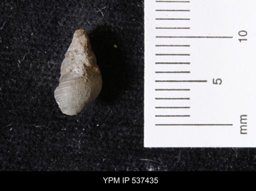 Goniobasis ortmanni