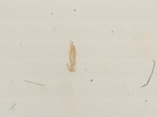 Amnicola porata