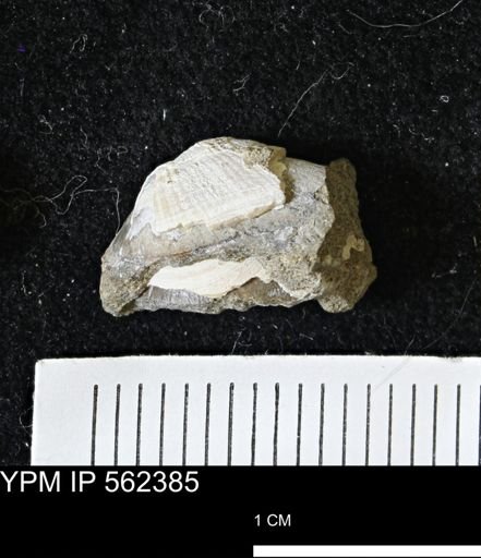 Limopsis striatopunctatus