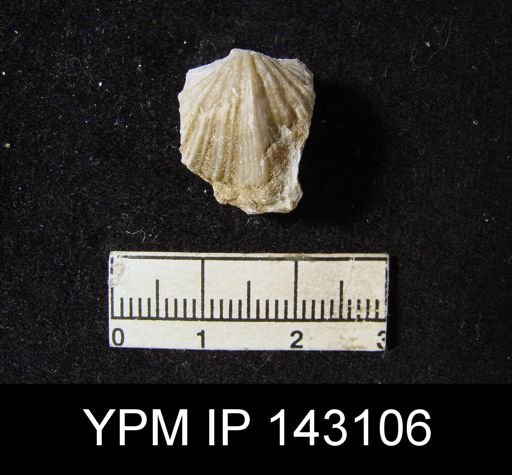 Spirifer musakheylensis