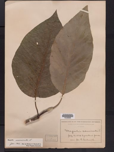 Magnolia acuminata