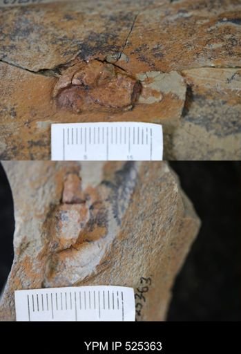 undet. Ichnofossil