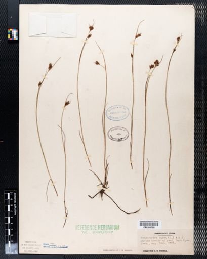 Rhynchospora fusca