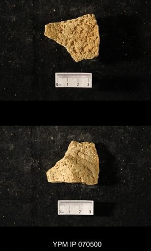 Favosites louisvillensis
