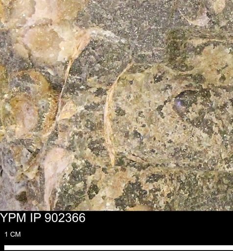 undet. Mollusca