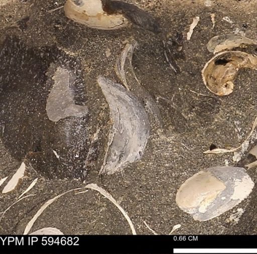 Protocardia sp.