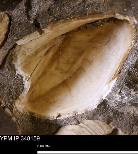 undet. Bivalvia