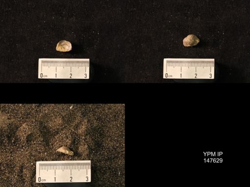Productus pertenuis
