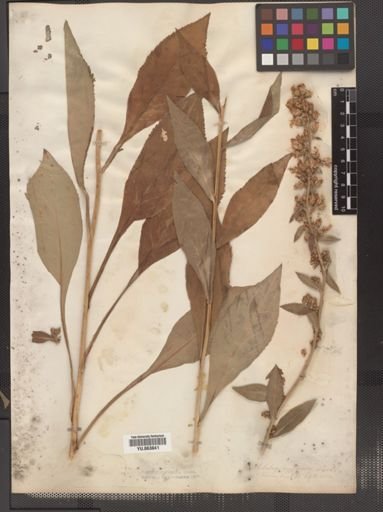Solidago squarrosa