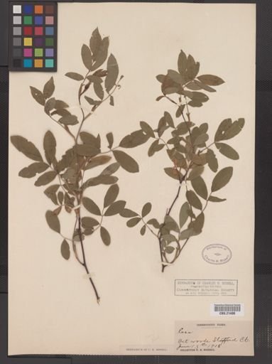 Rosa