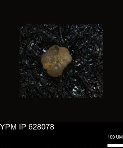 undet. Foraminiferida