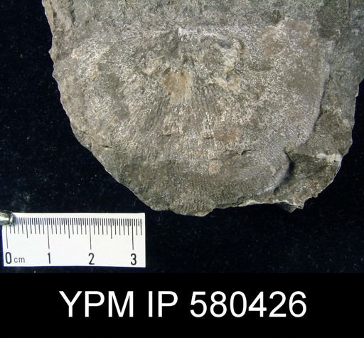 Strophonella ampla