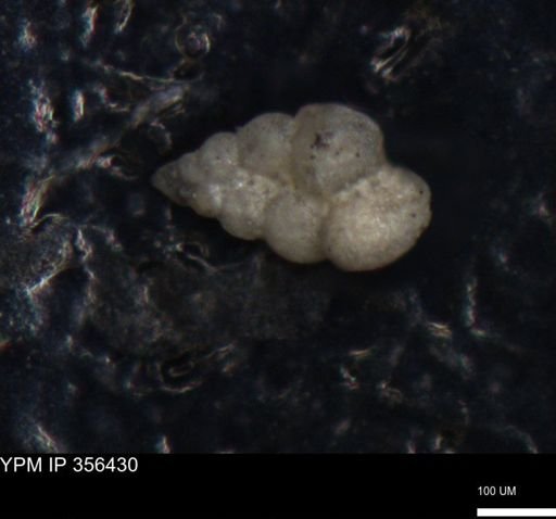 undet. Foraminiferida