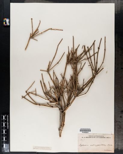 Ephedra