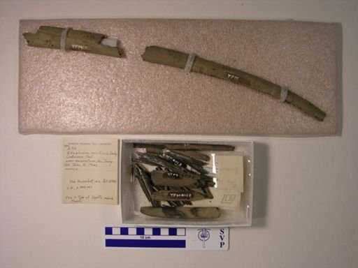 Dipristis meirsii