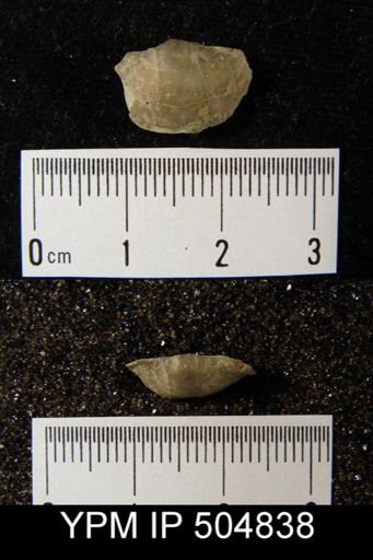 Leptaenisca concava