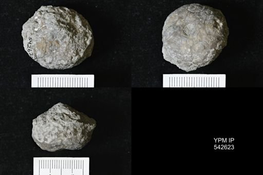 Dolatocrinus sp.