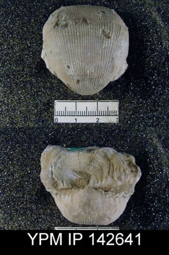 Productus lineatus