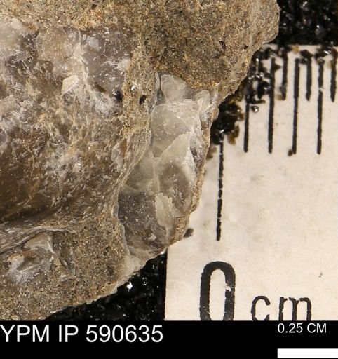 Ostrea sp.