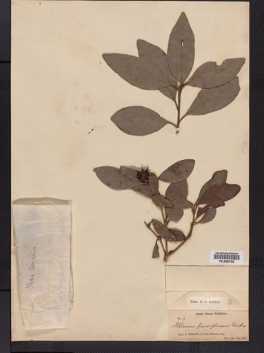 Illicium parviflorum