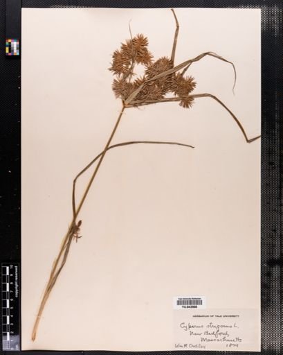 Cyperus strigosus