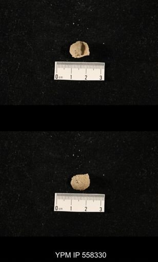 Ctenolosia?
