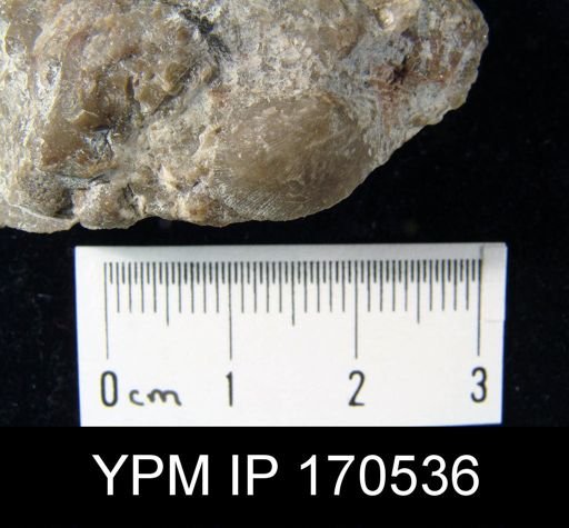 Tritoechia?