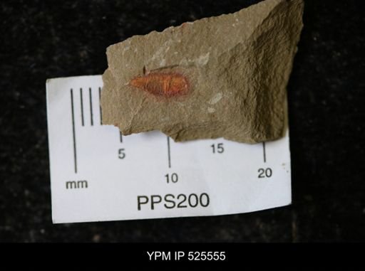 undet. Synziphosurina