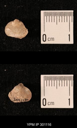 Ambocoelia sp.