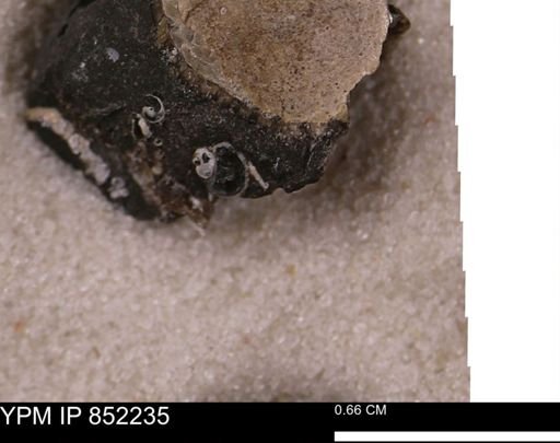 undet. Gastropoda