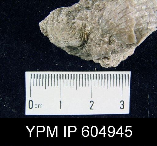 Marginifera?