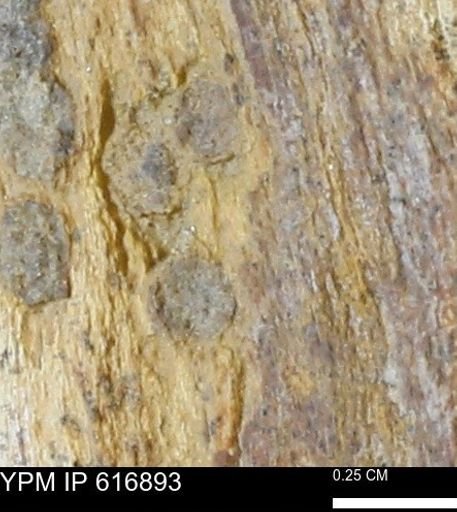 Teredo sp.