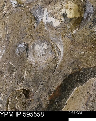 Protocardia sp.