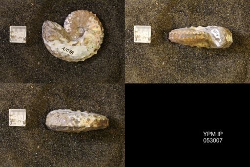 Discoscaphites gulosus