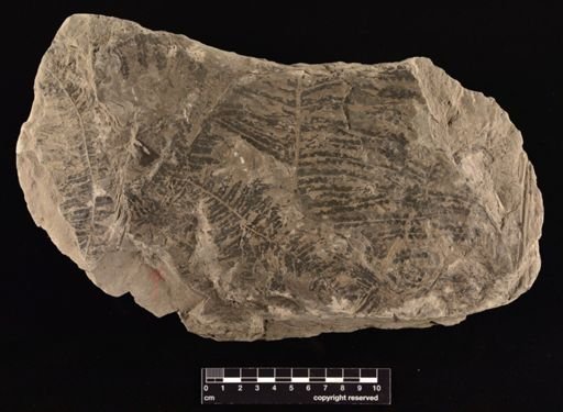 Thaumatopteris schenkii