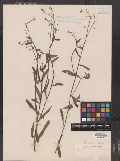 Myosotis laxa