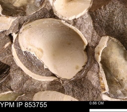 Limopsis striatopunctatus