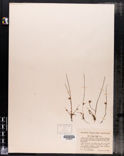 Scirpus