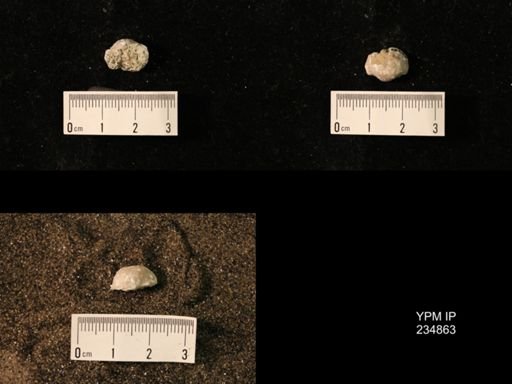 Marginifera fragilis