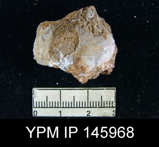 Camerophoria prugues
