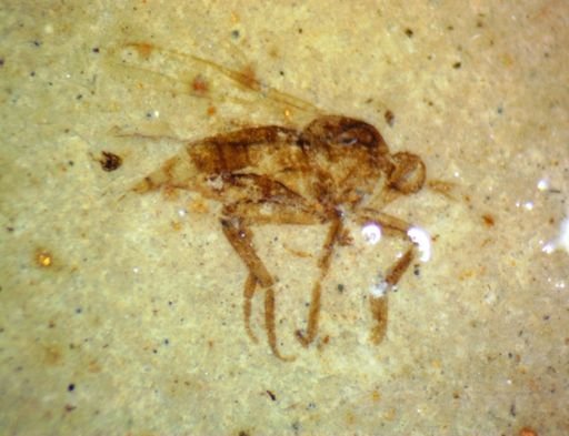 undet. Diptera