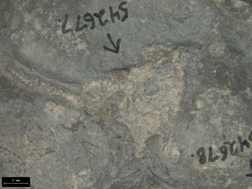 Aplocoma damesii