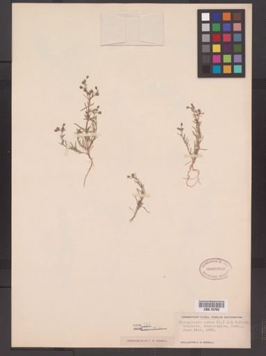 Spergularia rubra