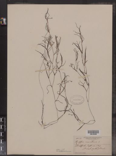 Ruppia maritima