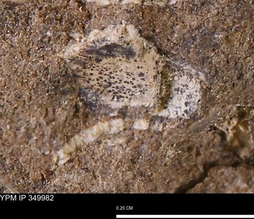undet. Mollusca