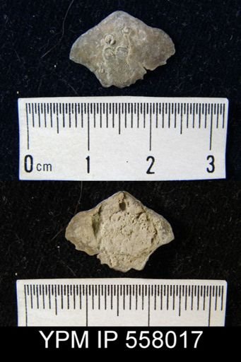 undet. Athyridida