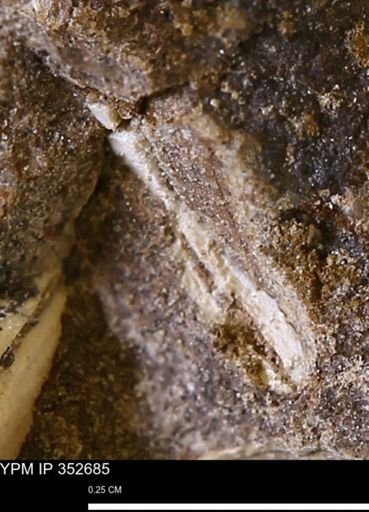 undet. Mollusca
